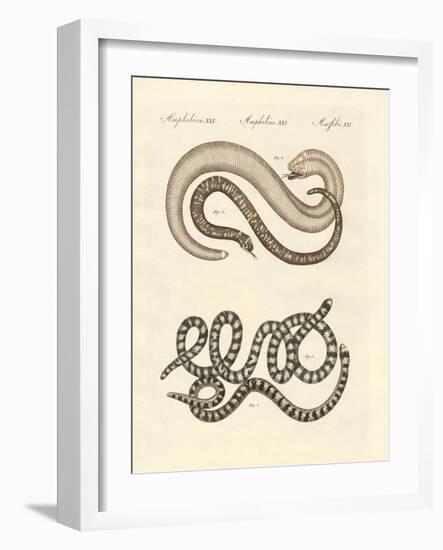 Different Kinds of Snake-null-Framed Giclee Print