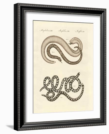 Different Kinds of Snake-null-Framed Giclee Print