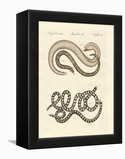 Different Kinds of Snake-null-Framed Premier Image Canvas