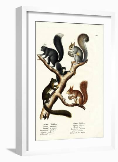 Different Kinds of Squirrels, 1824-Karl Joseph Brodtmann-Framed Giclee Print