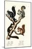 Different Kinds of Squirrels, 1824-Karl Joseph Brodtmann-Mounted Giclee Print