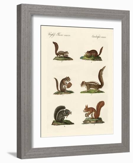 Different Kinds of Squirrels-null-Framed Giclee Print