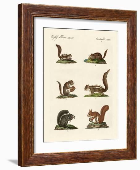 Different Kinds of Squirrels-null-Framed Giclee Print