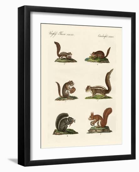 Different Kinds of Squirrels-null-Framed Giclee Print