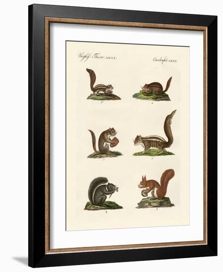 Different Kinds of Squirrels-null-Framed Giclee Print