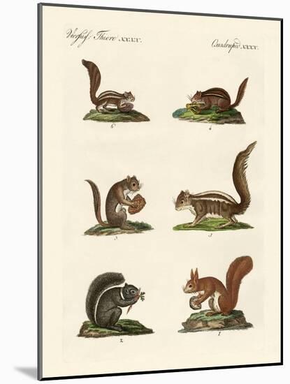 Different Kinds of Squirrels-null-Mounted Giclee Print