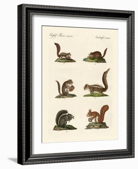 Different Kinds of Squirrels-null-Framed Giclee Print