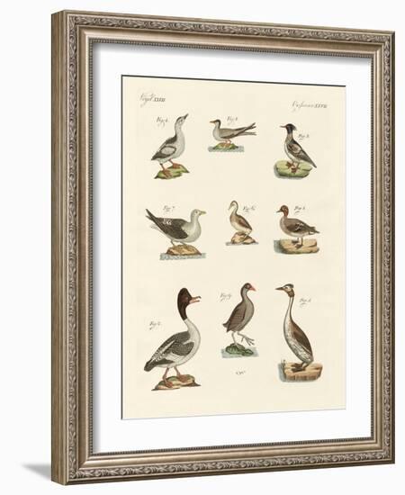 Different Kinds of Waterbirds-null-Framed Giclee Print