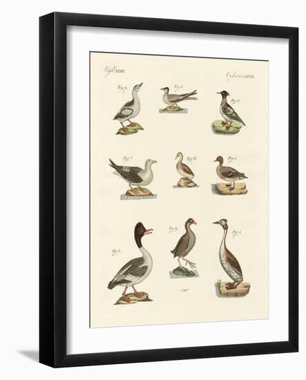Different Kinds of Waterbirds-null-Framed Giclee Print