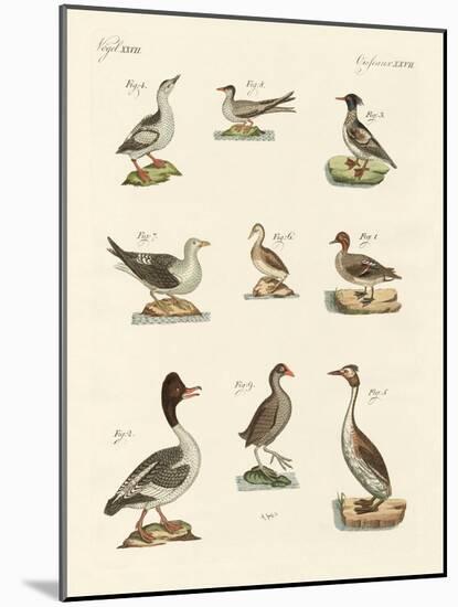 Different Kinds of Waterbirds-null-Mounted Giclee Print