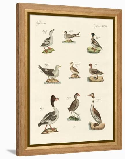 Different Kinds of Waterbirds-null-Framed Premier Image Canvas