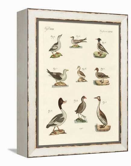 Different Kinds of Waterbirds-null-Framed Premier Image Canvas