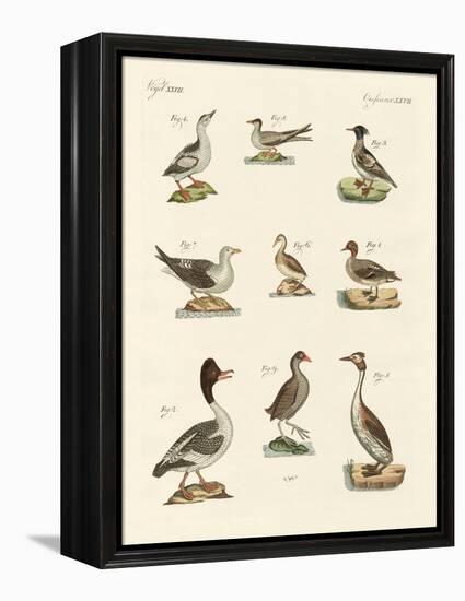 Different Kinds of Waterbirds-null-Framed Premier Image Canvas