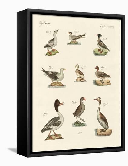 Different Kinds of Waterbirds-null-Framed Premier Image Canvas