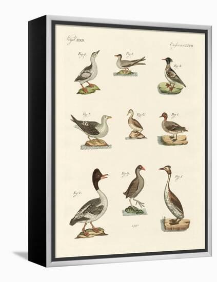 Different Kinds of Waterbirds-null-Framed Premier Image Canvas