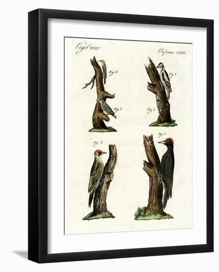 Different Kinds of Woodpecker-null-Framed Giclee Print