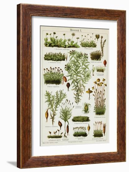 Different Species of Moss, 1894 (Chromolithograph)-German School-Framed Giclee Print