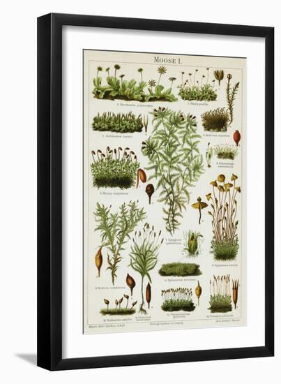 Different Species of Moss, 1894 (Chromolithograph)-German School-Framed Giclee Print