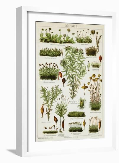 Different Species of Moss, 1894 (Chromolithograph)-German School-Framed Giclee Print