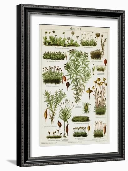 Different Species of Moss, 1894 (Chromolithograph)-German School-Framed Giclee Print