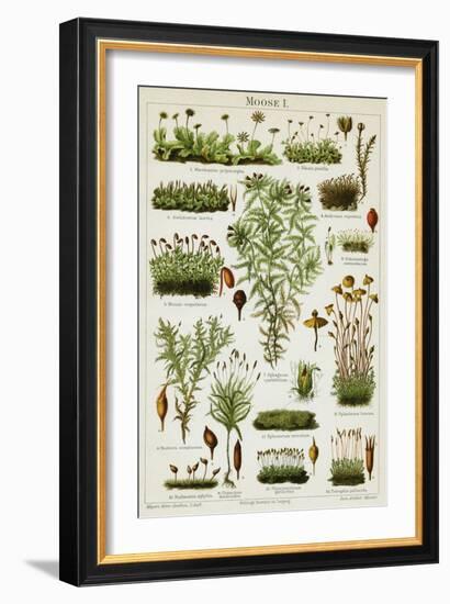 Different Species of Moss, 1894 (Chromolithograph)-German School-Framed Giclee Print