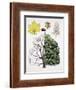 Different Stages of a Common Horse-Chestnut Tree-null-Framed Giclee Print