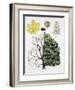 Different Stages of a Common Horse-Chestnut Tree-null-Framed Giclee Print
