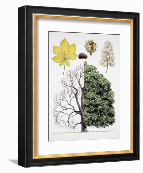 Different Stages of a Common Horse-Chestnut Tree-null-Framed Giclee Print