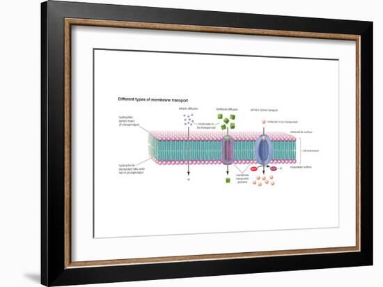 Different Types of Membrane Transport. Cell Biology-Encyclopaedia Britannica-Framed Art Print