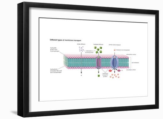 Different Types of Membrane Transport. Cell Biology-Encyclopaedia Britannica-Framed Art Print