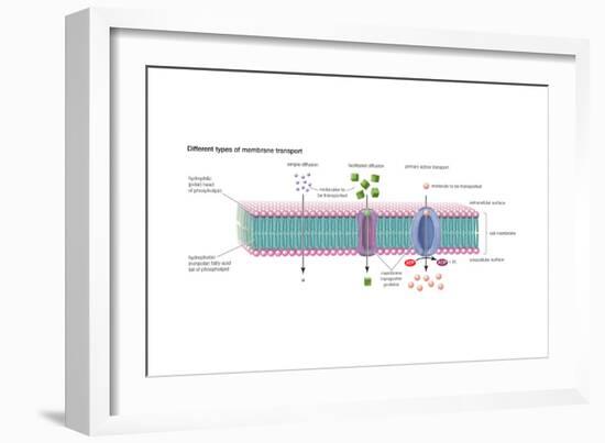 Different Types of Membrane Transport. Cell Biology-Encyclopaedia Britannica-Framed Art Print