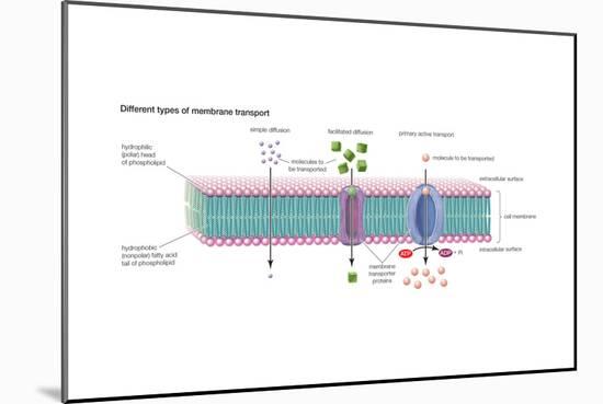 Different Types of Membrane Transport. Cell Biology-Encyclopaedia Britannica-Mounted Art Print