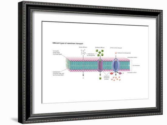 Different Types of Membrane Transport. Cell Biology-Encyclopaedia Britannica-Framed Art Print