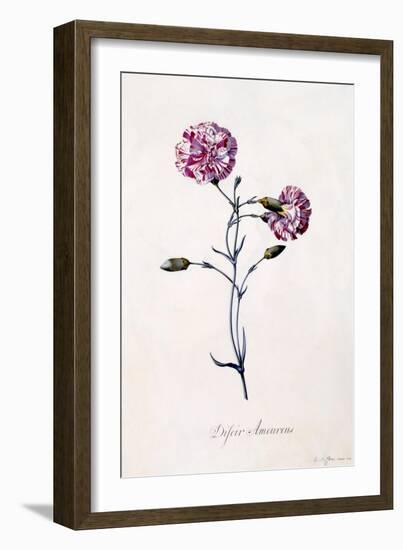 Difor Amourius, Carnation, C.1745-Georg Dionysius Ehret-Framed Giclee Print