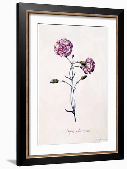 Difor Amourius, Carnation, C.1745-Georg Dionysius Ehret-Framed Giclee Print