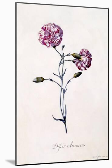 Difor Amourius, Carnation, C.1745-Georg Dionysius Ehret-Mounted Giclee Print