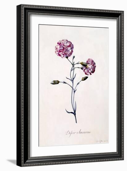 Difor Amourius, Carnation, C.1745-Georg Dionysius Ehret-Framed Giclee Print