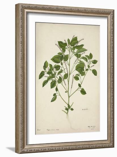 Digera Arvensis Forsk, 1800-10-null-Framed Giclee Print