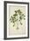 Digera Arvensis Forsk, 1800-10-null-Framed Giclee Print