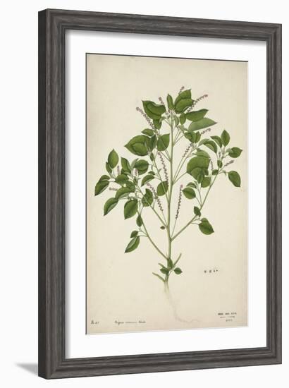 Digera Arvensis Forsk, 1800-10-null-Framed Giclee Print