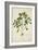 Digera Arvensis Forsk, 1800-10-null-Framed Giclee Print