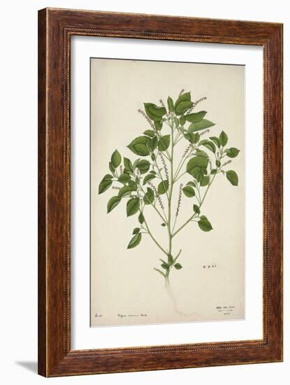 Digera Arvensis Forsk, 1800-10-null-Framed Giclee Print