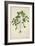 Digera Arvensis Forsk, 1800-10-null-Framed Giclee Print