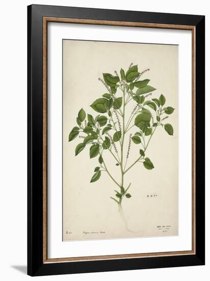 Digera Arvensis Forsk, 1800-10-null-Framed Giclee Print