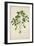 Digera Arvensis Forsk, 1800-10-null-Framed Giclee Print