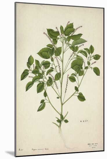 Digera Arvensis Forsk, 1800-10-null-Mounted Giclee Print
