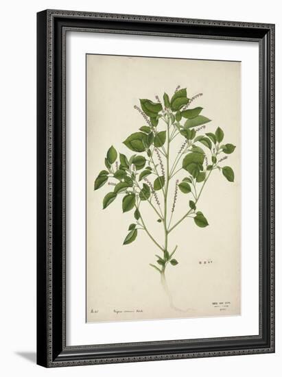 Digera Arvensis Forsk, 1800-10-null-Framed Giclee Print