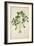 Digera Arvensis Forsk, 1800-10-null-Framed Giclee Print