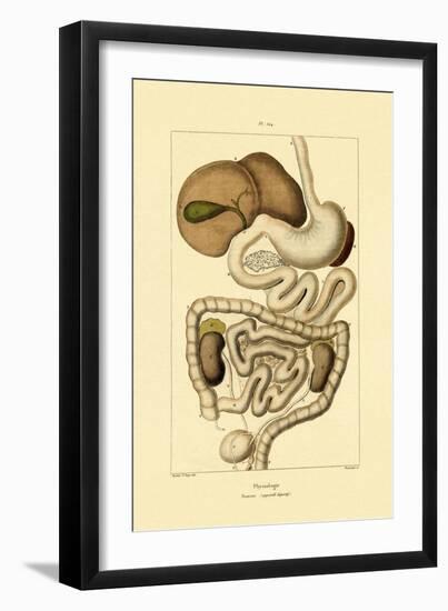 Digestive System, 1833-39-null-Framed Giclee Print