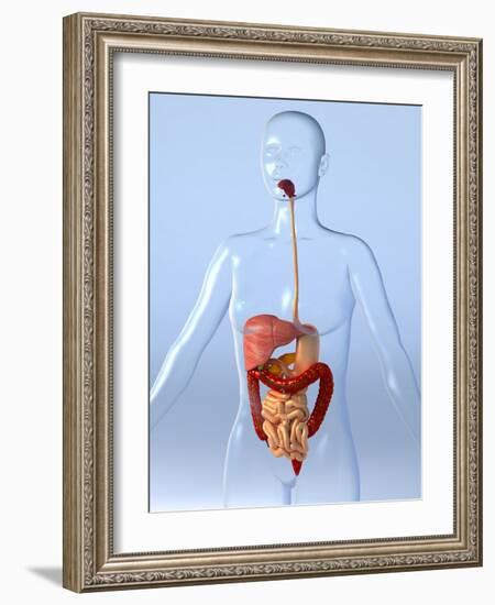 Digestive System, Artwork-Roger Harris-Framed Photographic Print